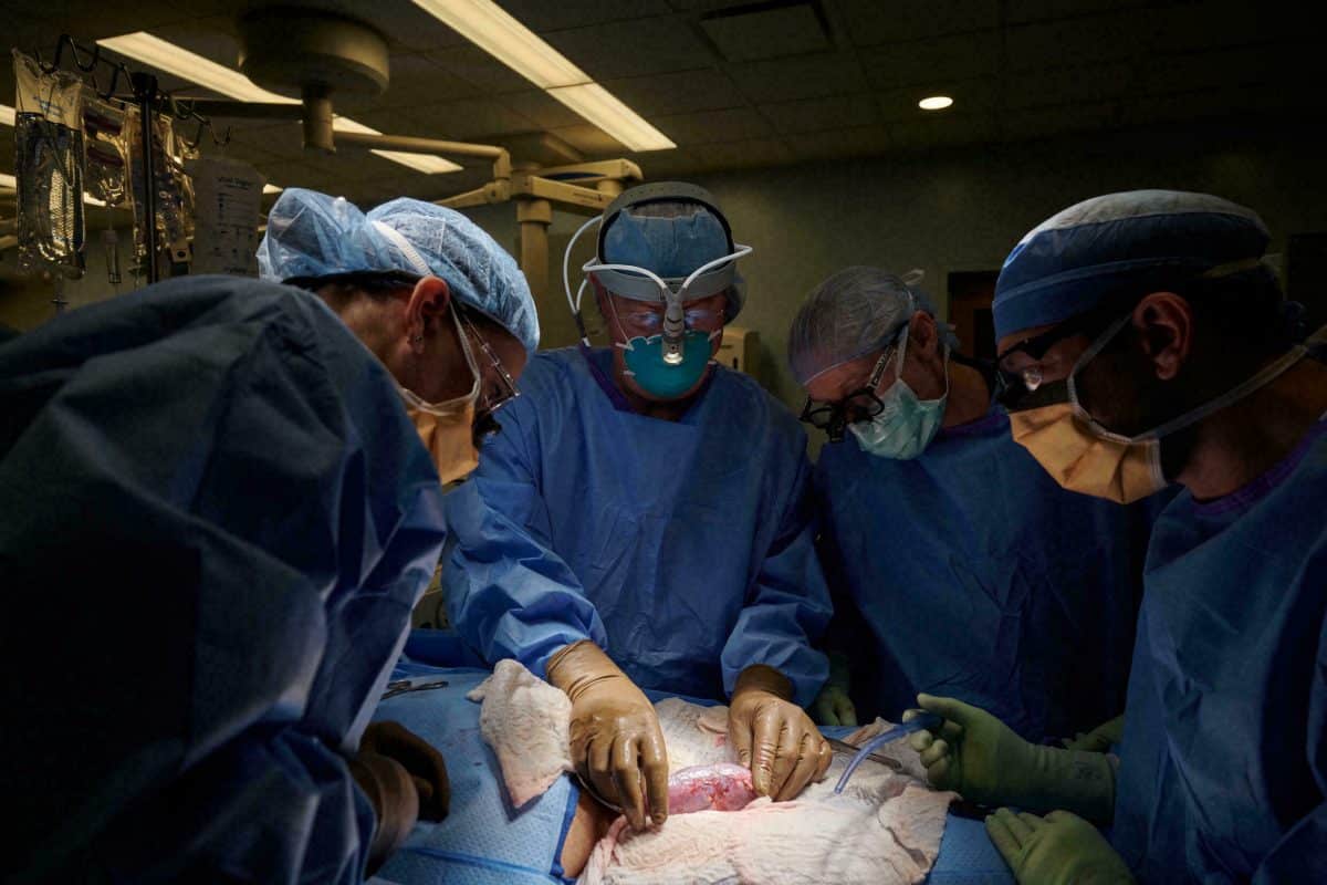 transplantation rein porc