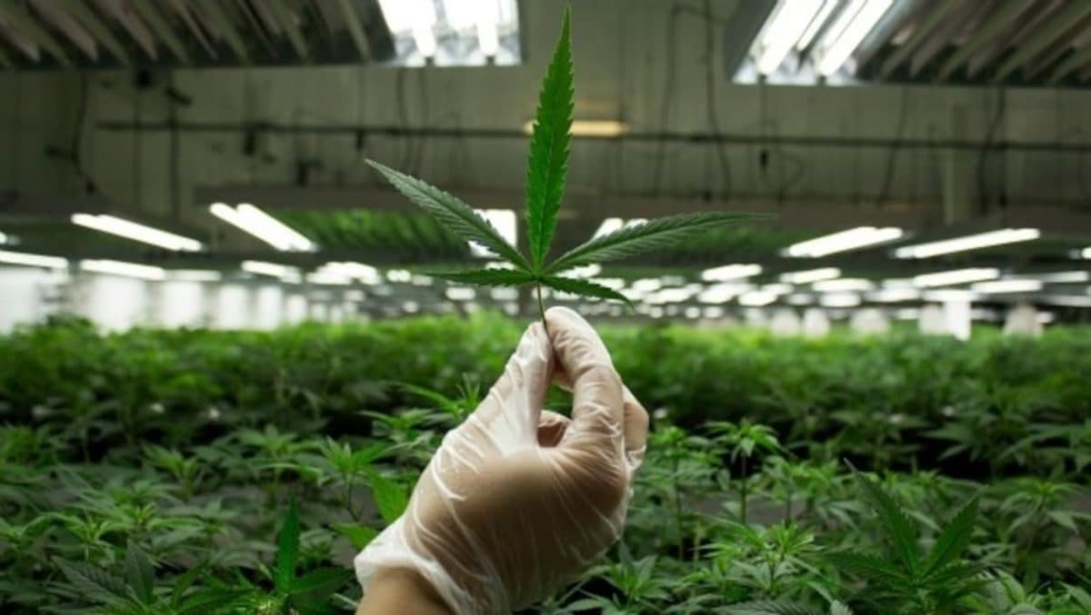 Cannabis médical, une nouvelle ferme expérimentale en Gironde