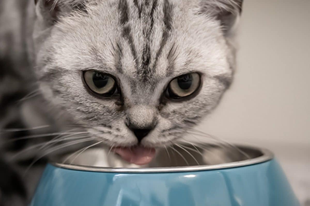 Animaux : quelques aliments toxiques que vous ne devez pas donner à votre chat