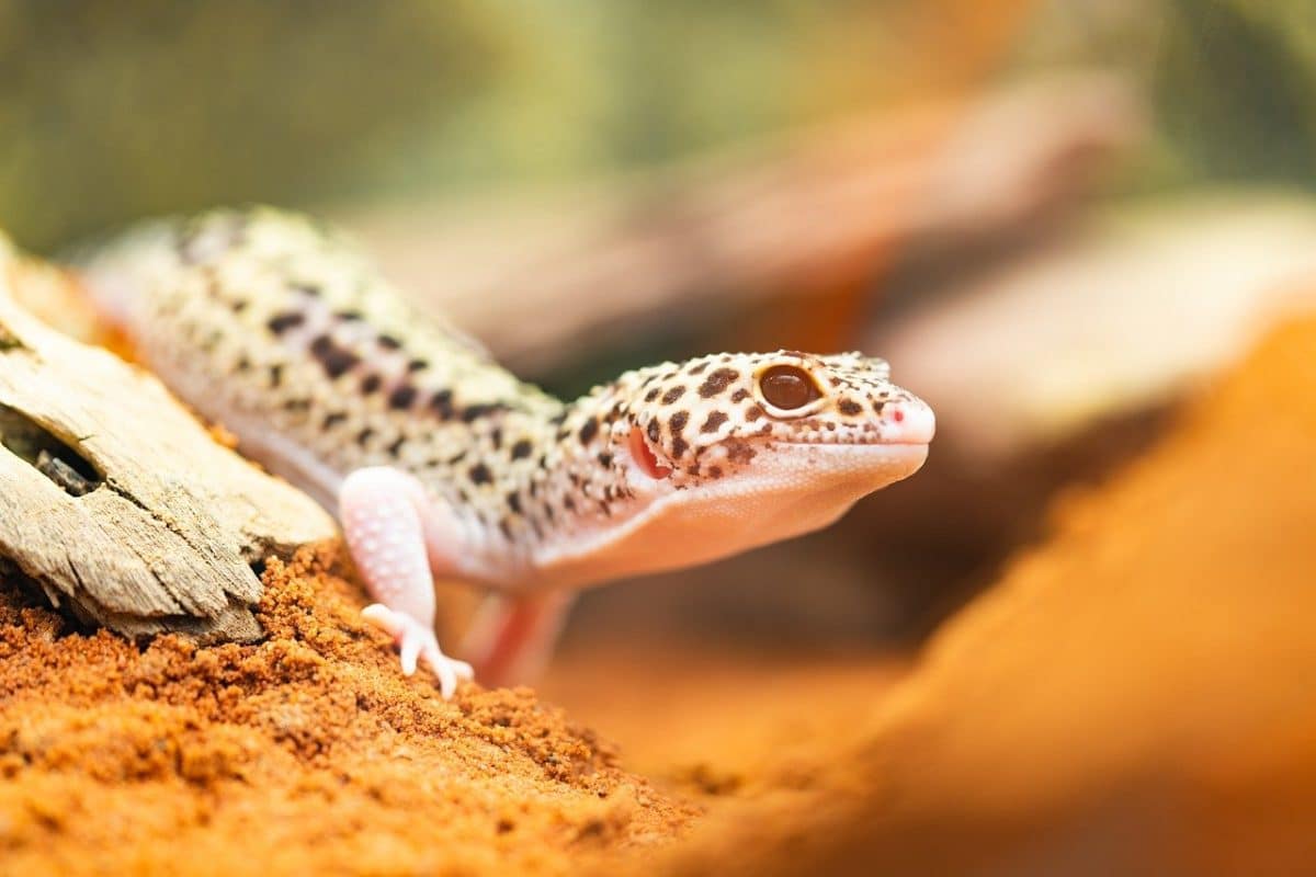 Maison : quelques idées simples pour vous débarrasser des geckos chez vous !