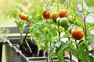 Quelle tomate cultiver en pot ?