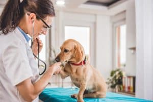 Comment fonctionne une urgence vétérinaire ?