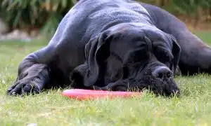 Se renseigner avant d’accueillir un cane corso dans la famille