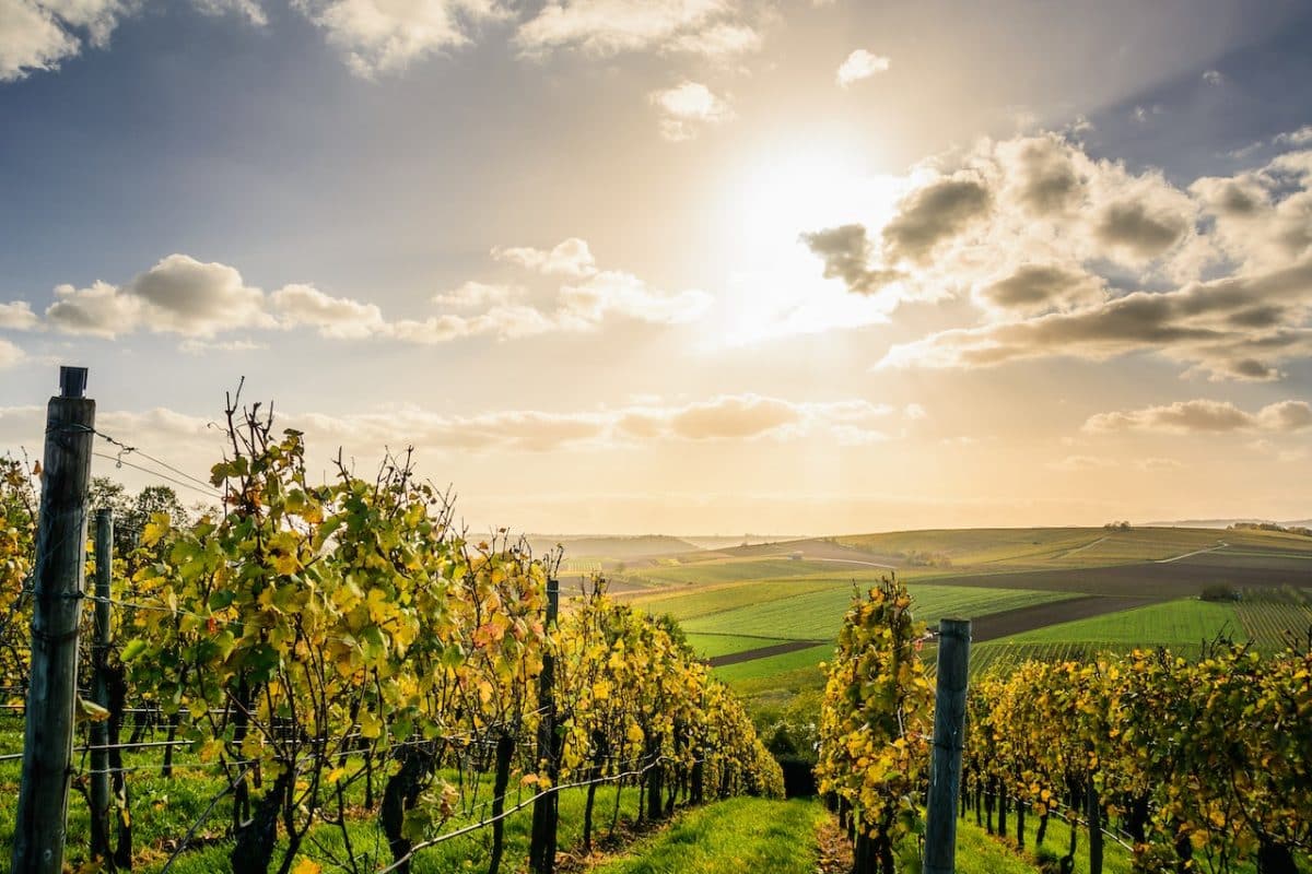 As 10 regiões vinícolas imperdíveis para os amantes do vinho