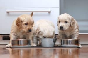 Quel est le calcul des apports en protéines pour chien ?