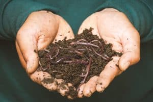 Les astuces pour optimiser la production de compost avec votre lombricomposteur